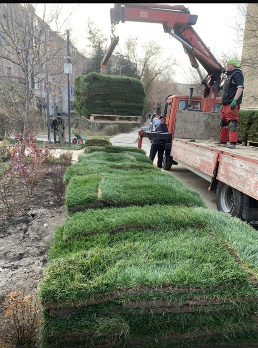 Озеленение,газон