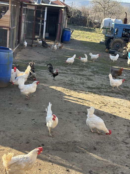 Хамбургски петли