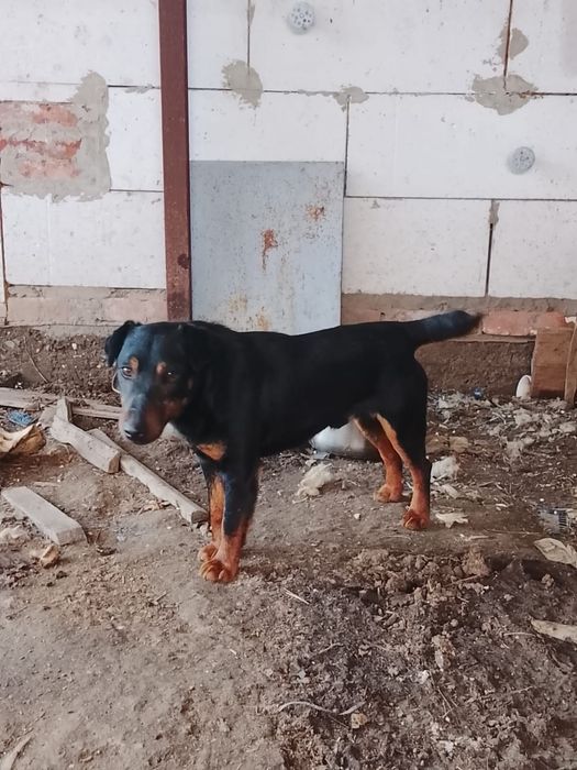 Ит сатам / продам собаку
