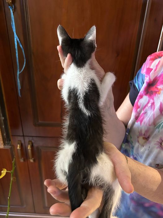 Котенок в добрые руки