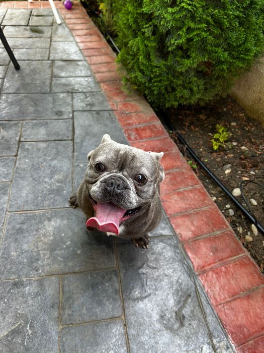 Pet Sitting/Dog Boarding
