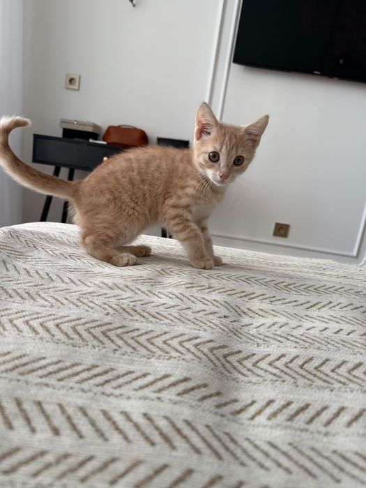 Отдам котёнка в хорошие руки