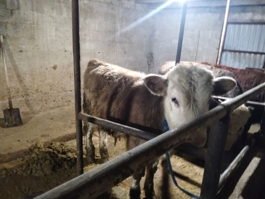 Продам два бычка хорошие