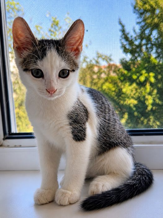 Котёнок в добрые руки