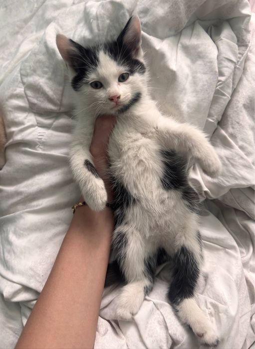 Отдаем котят в хорошие руки