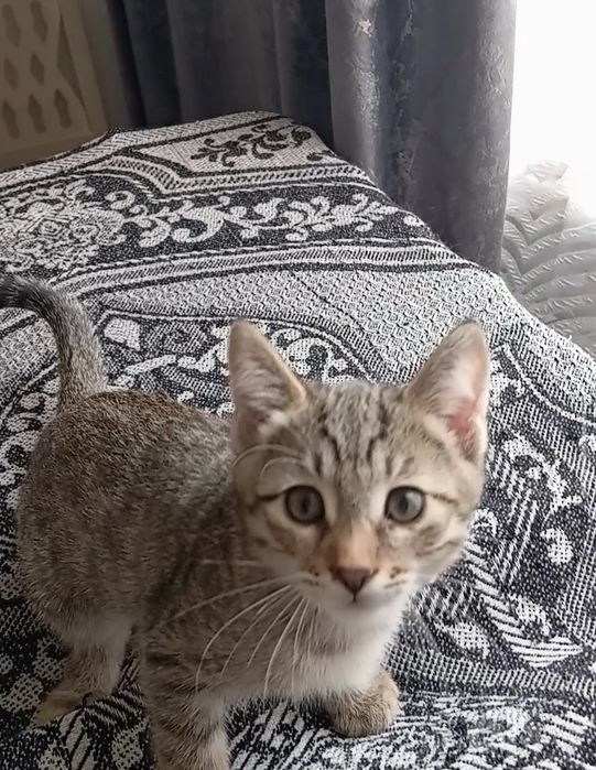 Котенок мальчик, 2 мес., умный, не крикливый.