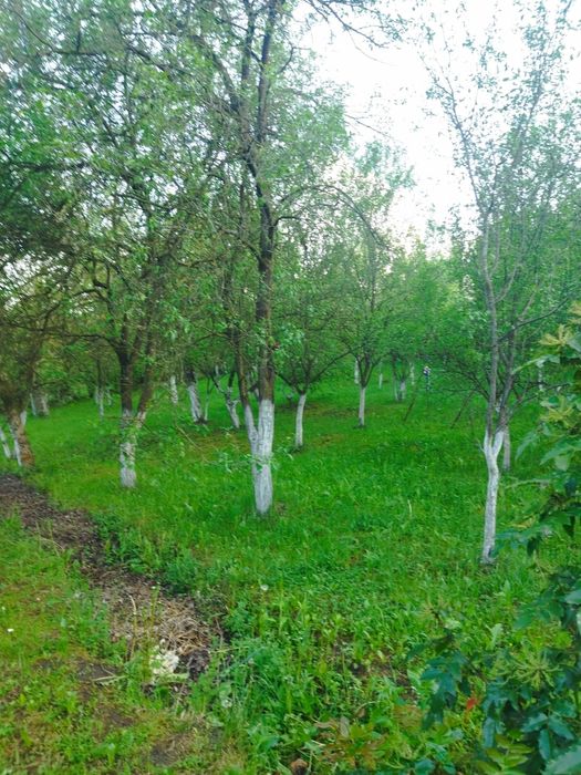 Teren intravilan in Baita 1300 mp