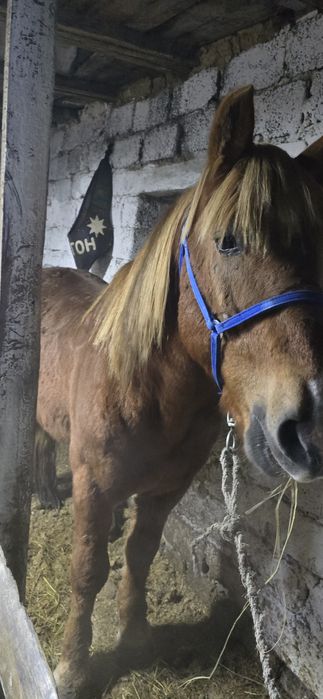 Айгыр сатылады  750 000тг