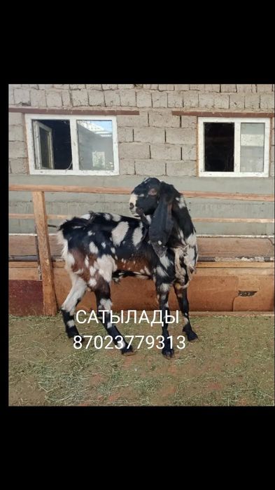 Теке сатылады Келес Абайда