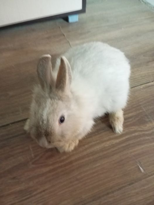 Кролик декоративный