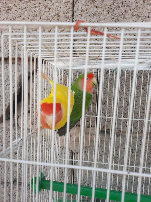 Бизнес килиш учун тайёр ишлаётган Неразлучные попугайлар сотилади.