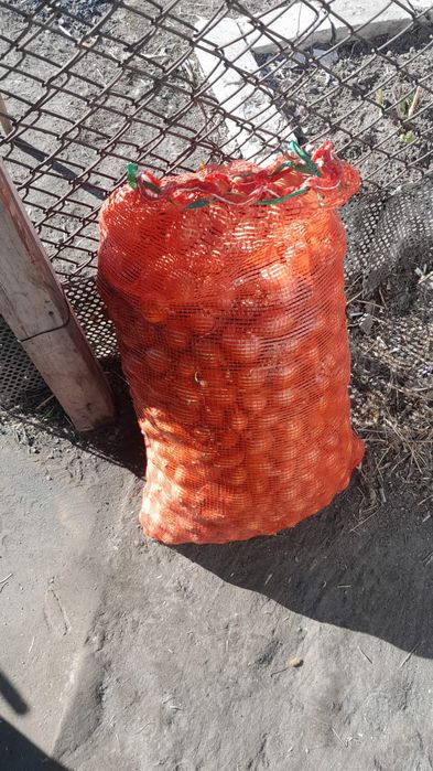 Лук севок.для посадки