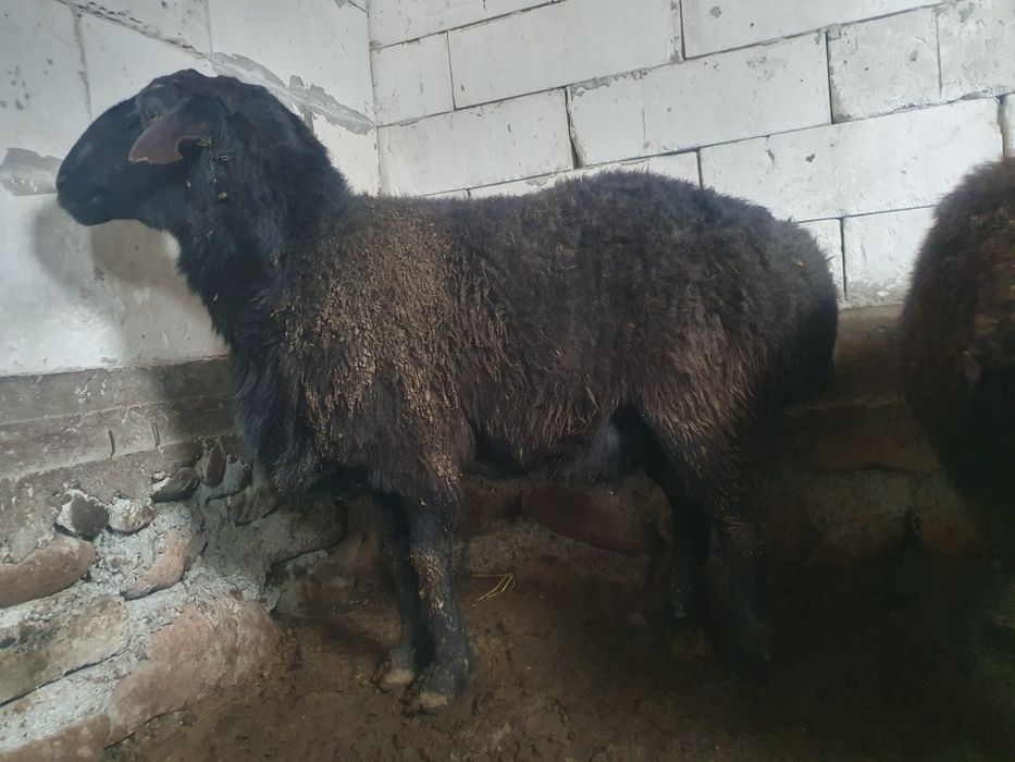 Кучкор 4 ёш соглом