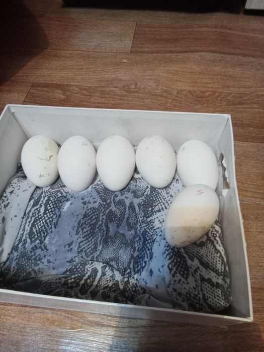 Продам инкубационное яйцо