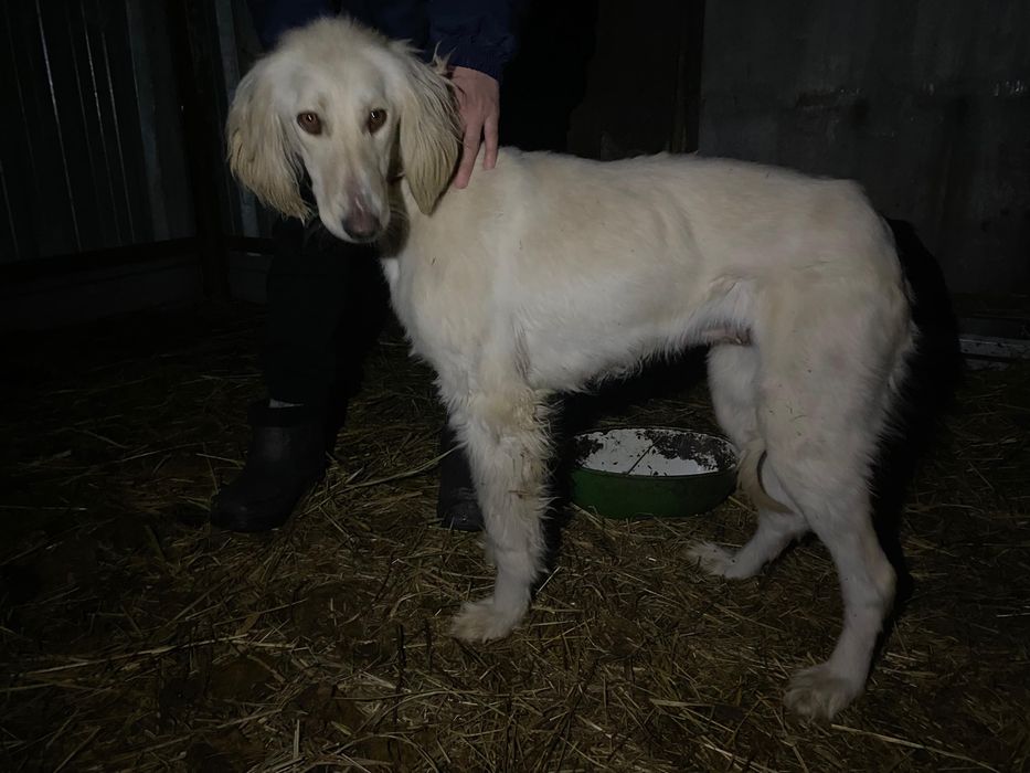 Продам Тазы тазы