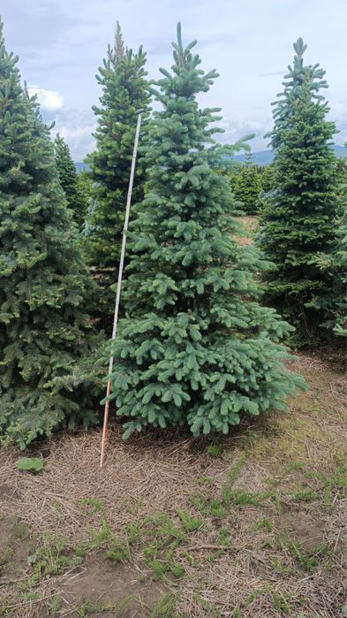 Brazi la ghiveci / Brad