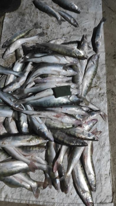 Судак сатылады свежый