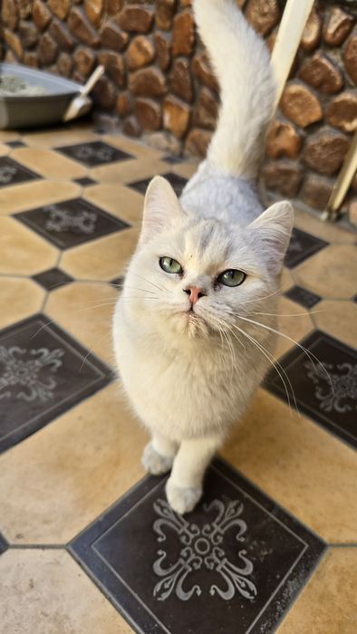 Britan Seribristiy Shenshila toza qon qiz va ug'il