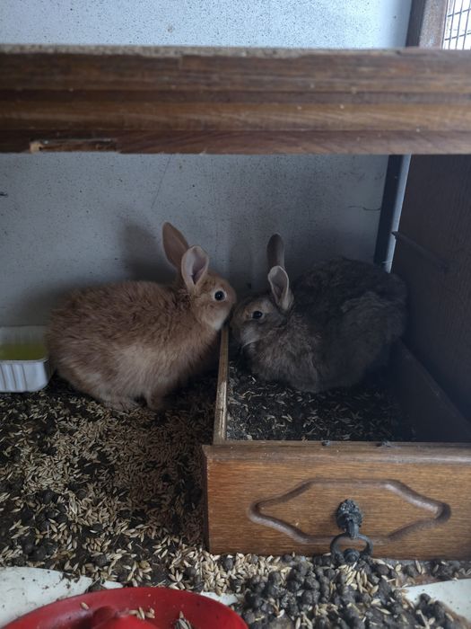 Продам кроликов подрощенных