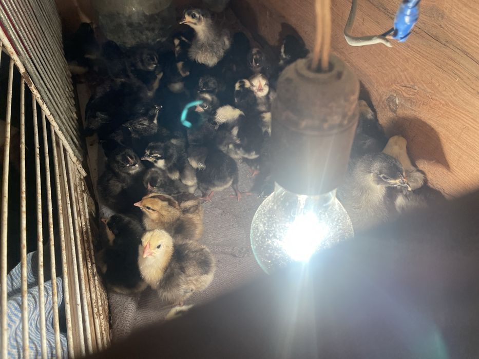 Балапандар сатылады