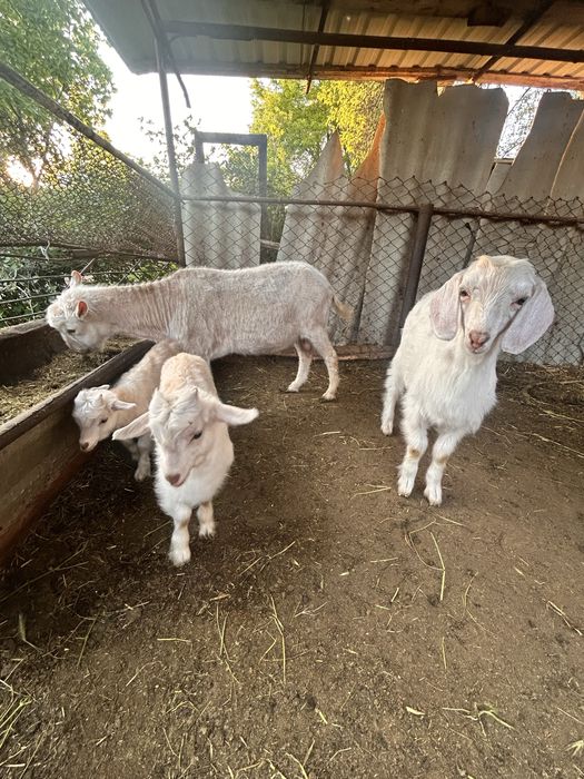 Продается  семейство  коз
