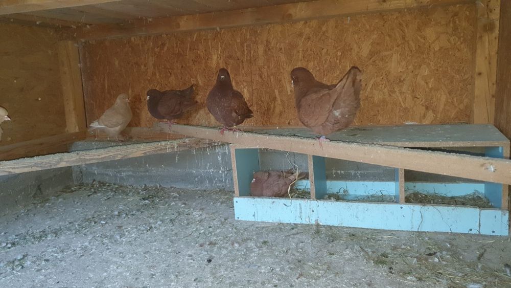 Vând porumbei ornament mai multe rase