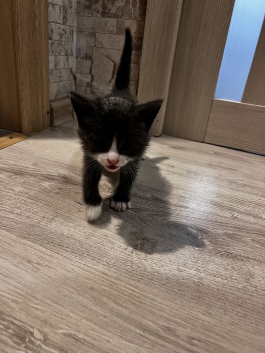 Отдам котёнка в хорошие руки.