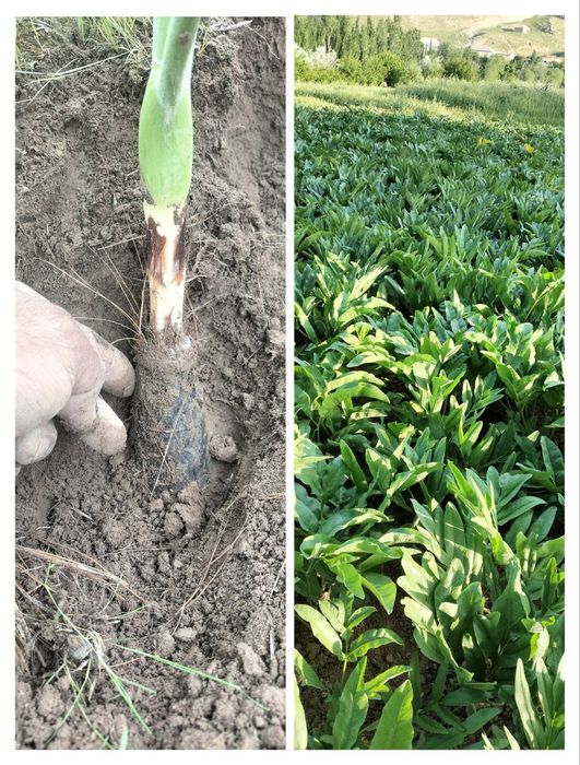 Каврак уруглар шираси сотилади