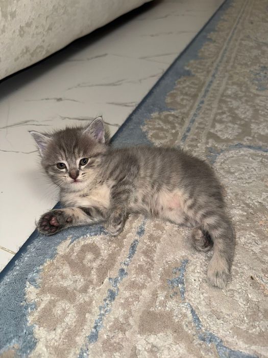 Котята британцы маленькие