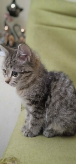 Котята симпатяги в добрые руки