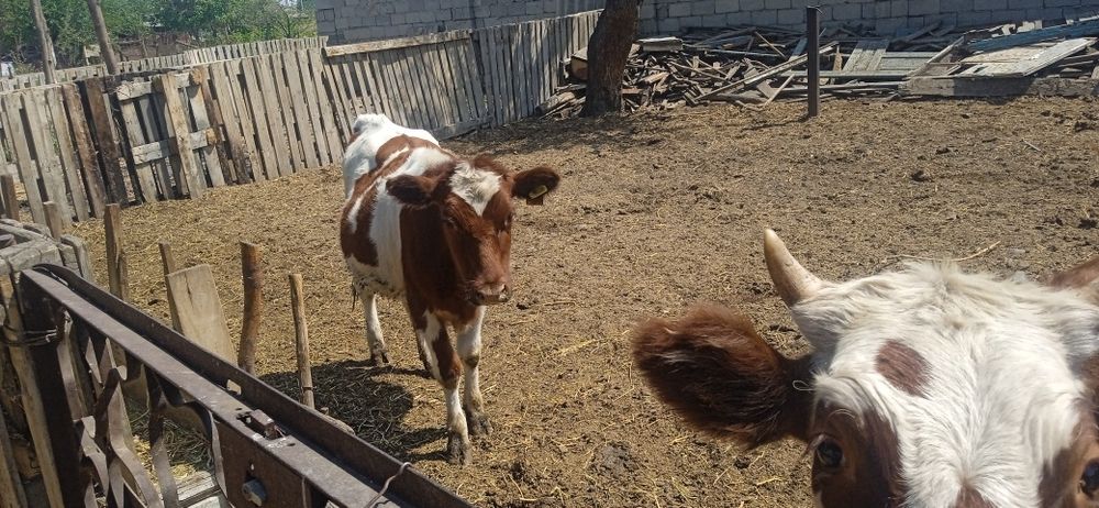 Кунажын сатылады