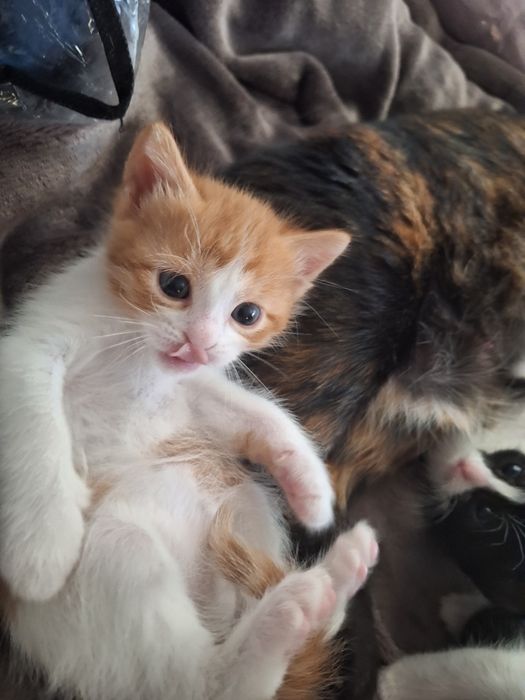 ПОДАРЯВАМ котенца