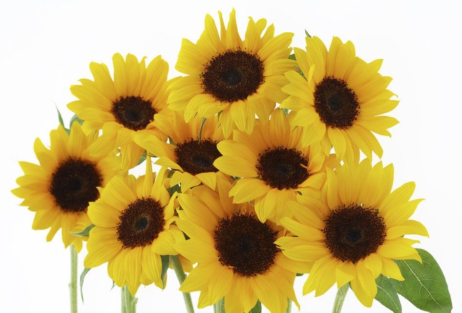 Кошечка для Души .Стерелизована