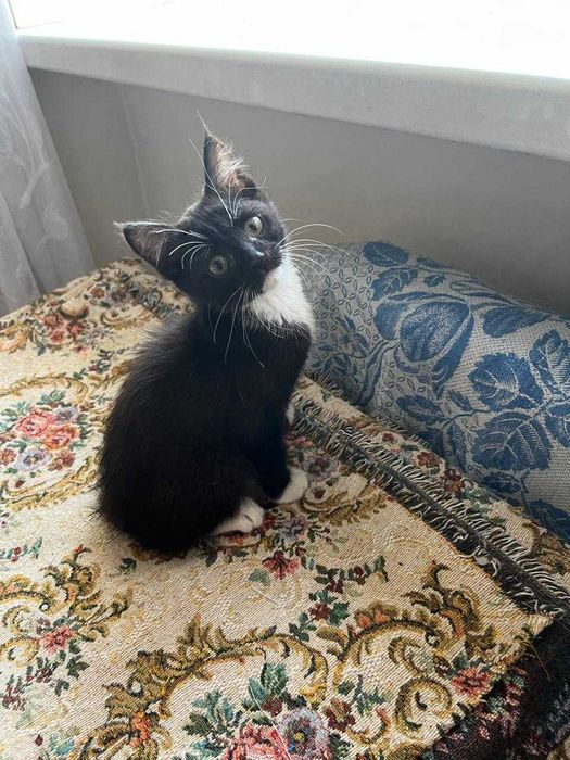 Котенок мальчик ищет дом.