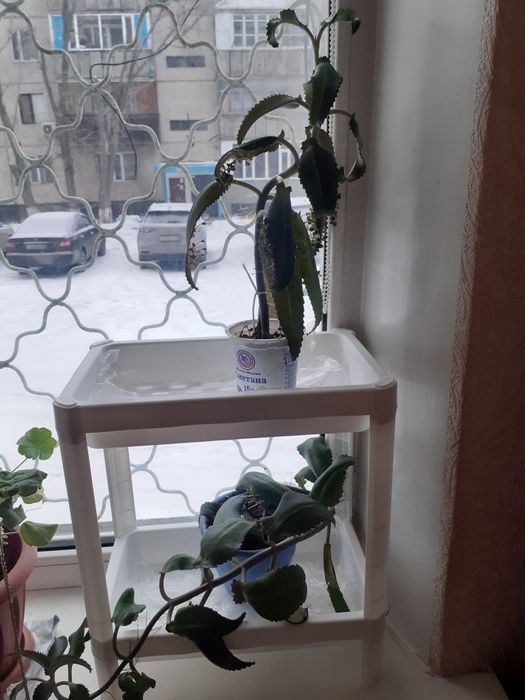 Комнатные цветы.