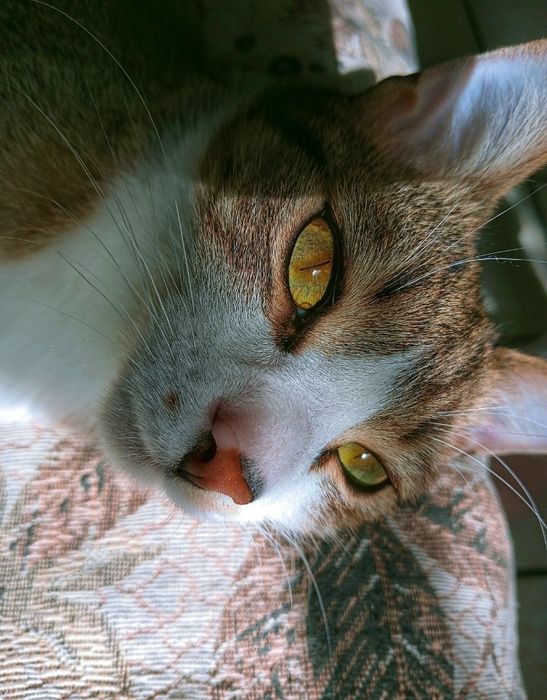 Pisic isi cauta familie iubitoare