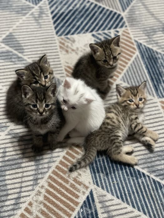 Отдам котят в добрые руки
