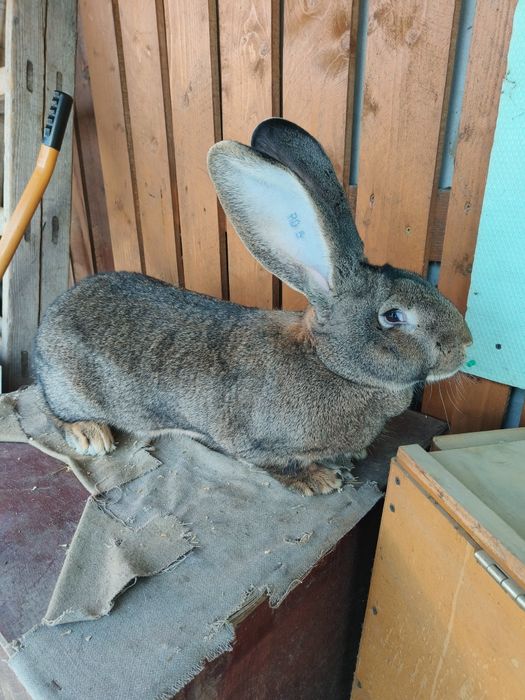 Iepuri Urias gri german