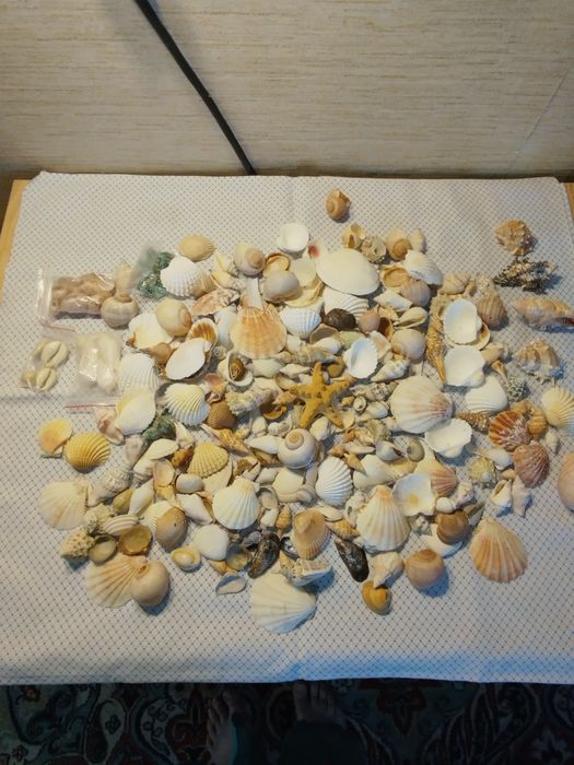Ракушки морские натуральные