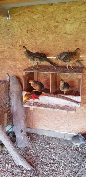 Vand fazan auriu pe rosu.