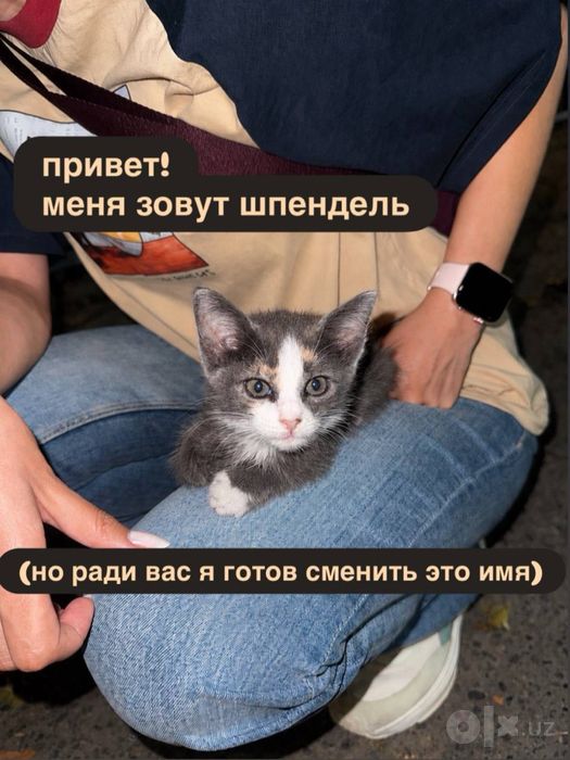 щем дом для маленького котёнка