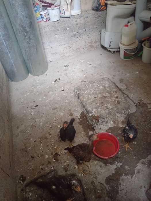 хороз товук олодгала тел килила келшамиза