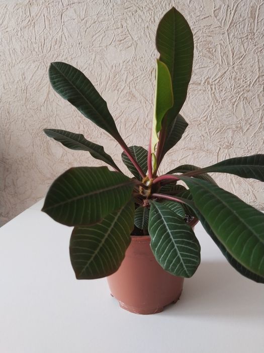 Продам молочай беложильчатый