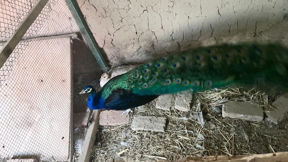 Павлин сатылады черноплечий