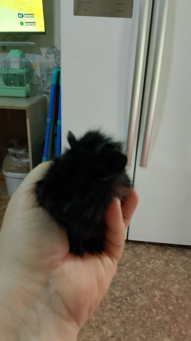 Продается сладкая парочка