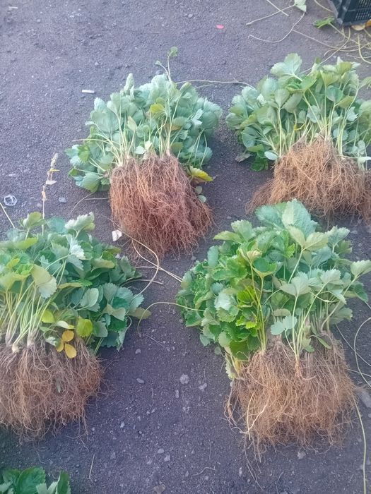 Продавам добре вкоренен разсад корени със уникална корено ва система