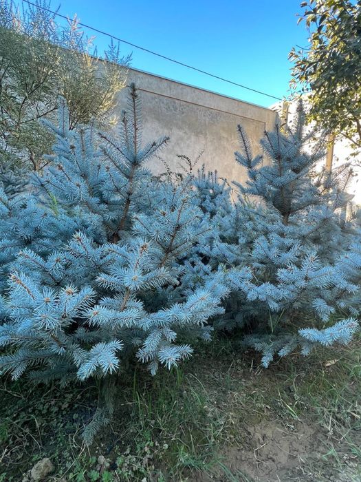 Арча, ёлка голубая,  редкой окраски- "Серебристо -фосфорная"
