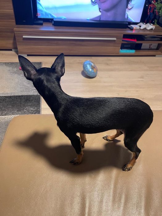 Продавам Женски Мини Пинчер на 7-месеца !