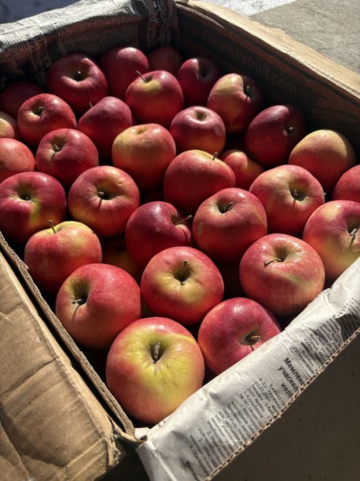 Яблоко сорта Румянка