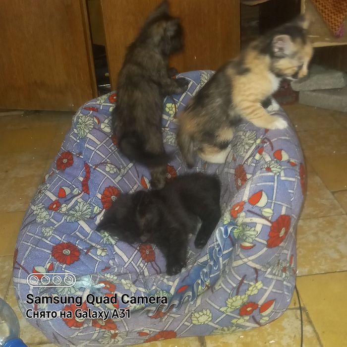 Котята домашние в добрые руки.